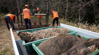 猎杀野猪视频全集,惊心动魄的丛林冒险全记录