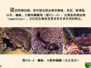 动物生殖视频,视频揭秘生命繁衍之旅