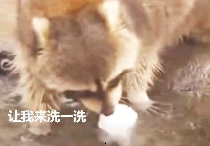 浣熊洗棉花糖视频,萌宠清洁大作战