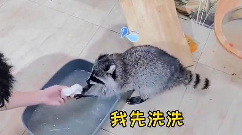 浣熊洗棉花糖视频,萌宠清洁大作战