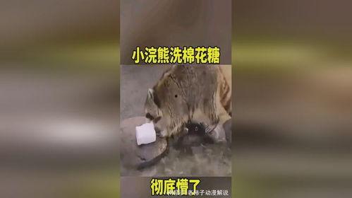 浣熊洗棉花糖视频,萌宠清洁大作战