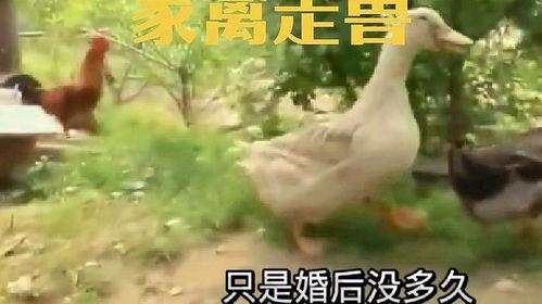 鸡视频大全搞笑视频,搞笑鸡视频大全,欢乐无限