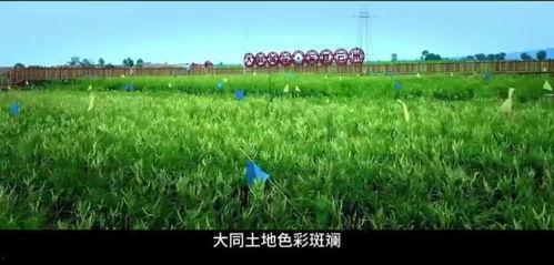 青草草视频在线播放
