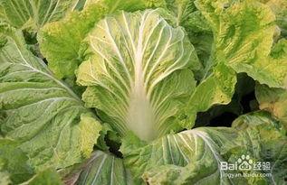 怎样种大白菜视频