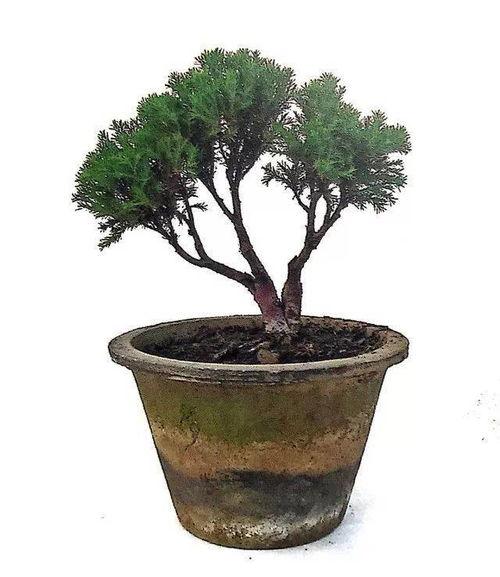 盆景制作视频教程,视频教学全解析