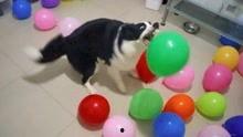玩气球视频