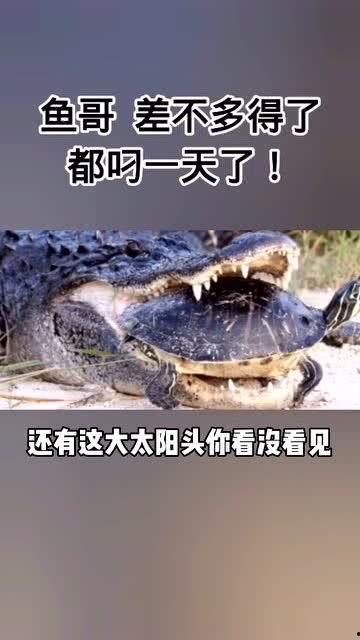 鳄鱼咬乌龟搞笑视频