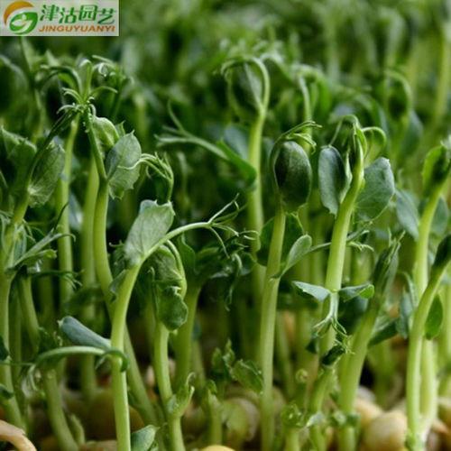 豌豆种植视频,从播种到收获的实用指南
