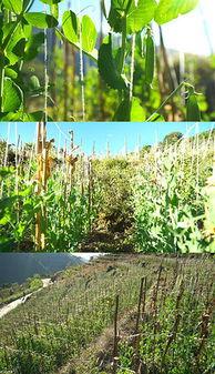 豌豆种植视频,从播种到收获的实用指南