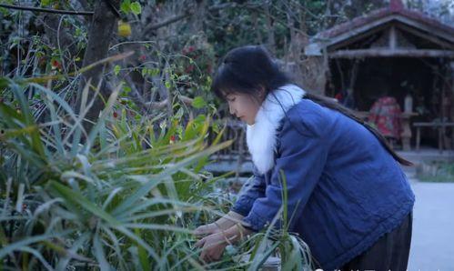 豌豆种植视频,从播种到收获的实用指南
