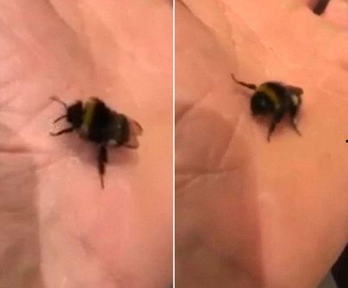 大排蜂视频,揭秘蜂群中的“交通枢纽”