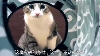 吃奶头视频,揭秘育儿过程中的温馨瞬间
